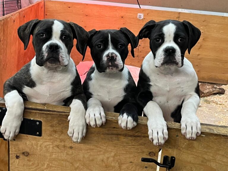Puppies