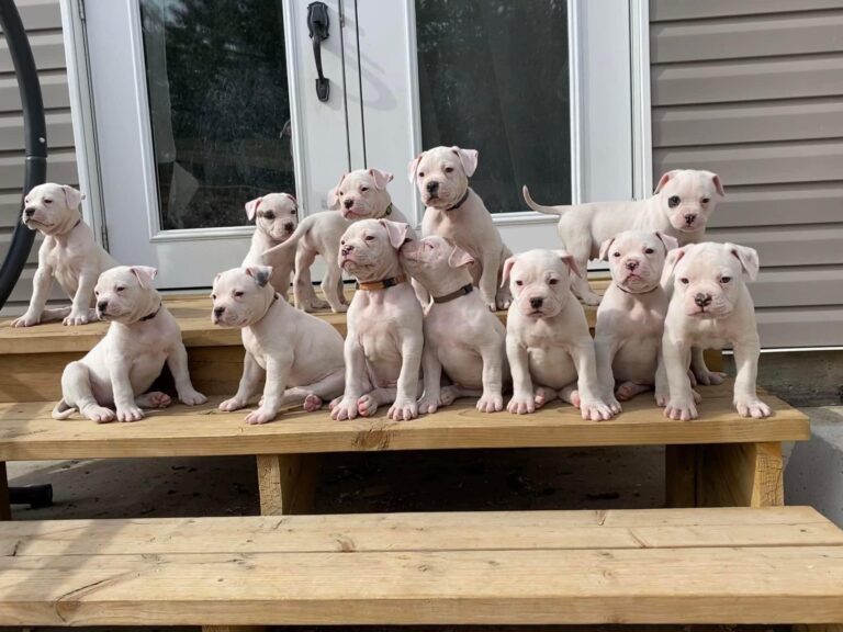 The Pups