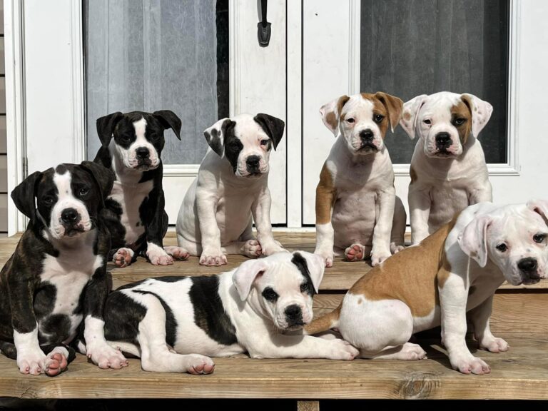 The Pups