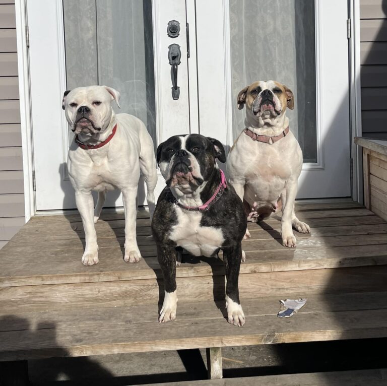 The Girls