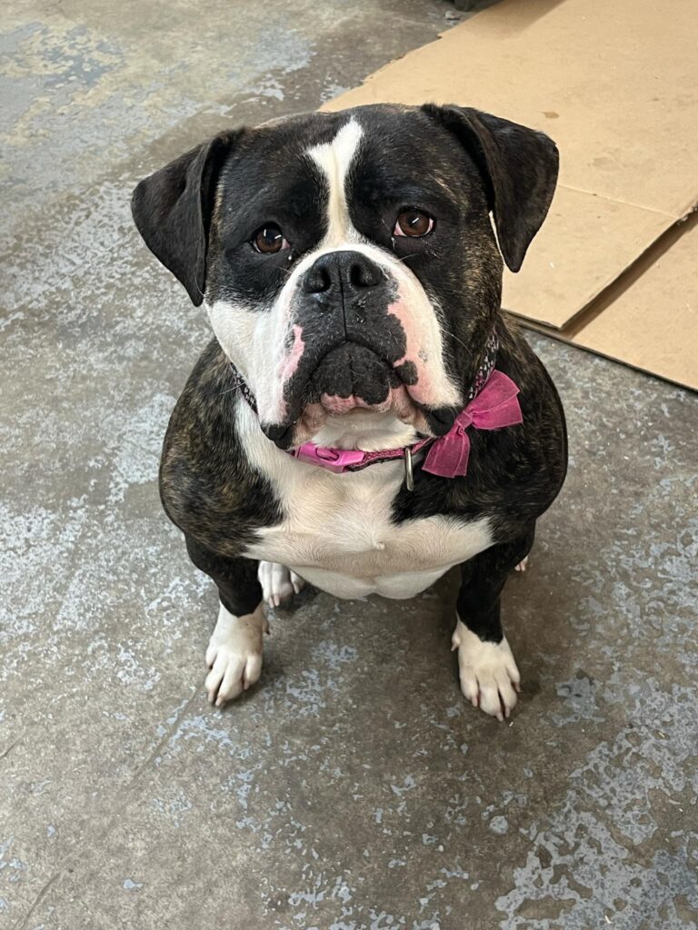 Trixie