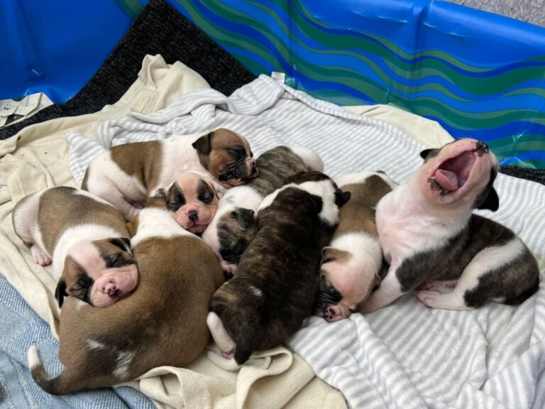 Big Yawn