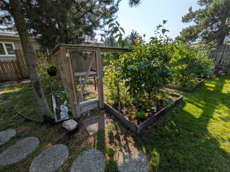 Back Yard Paradise