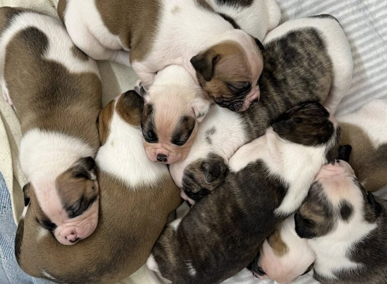Puppies 2025