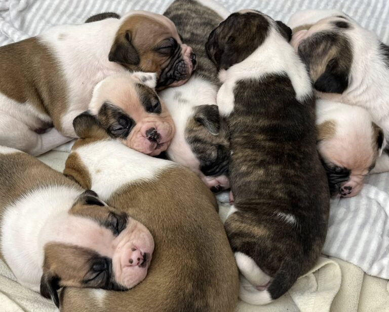 2025 Puppies