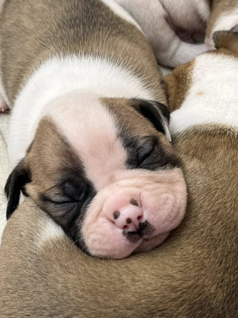 Puppy Nose