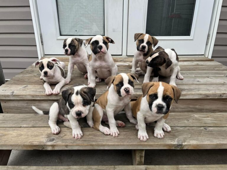 Puppy Portrait
