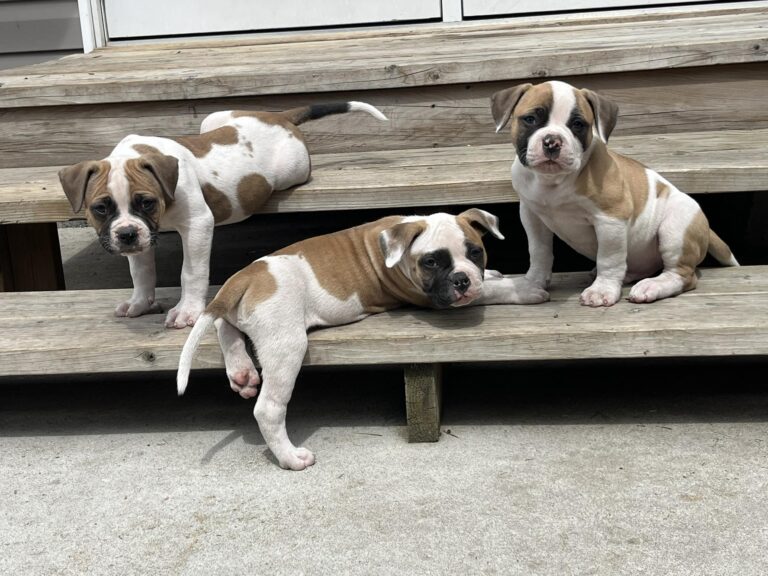 Puppy Portrait