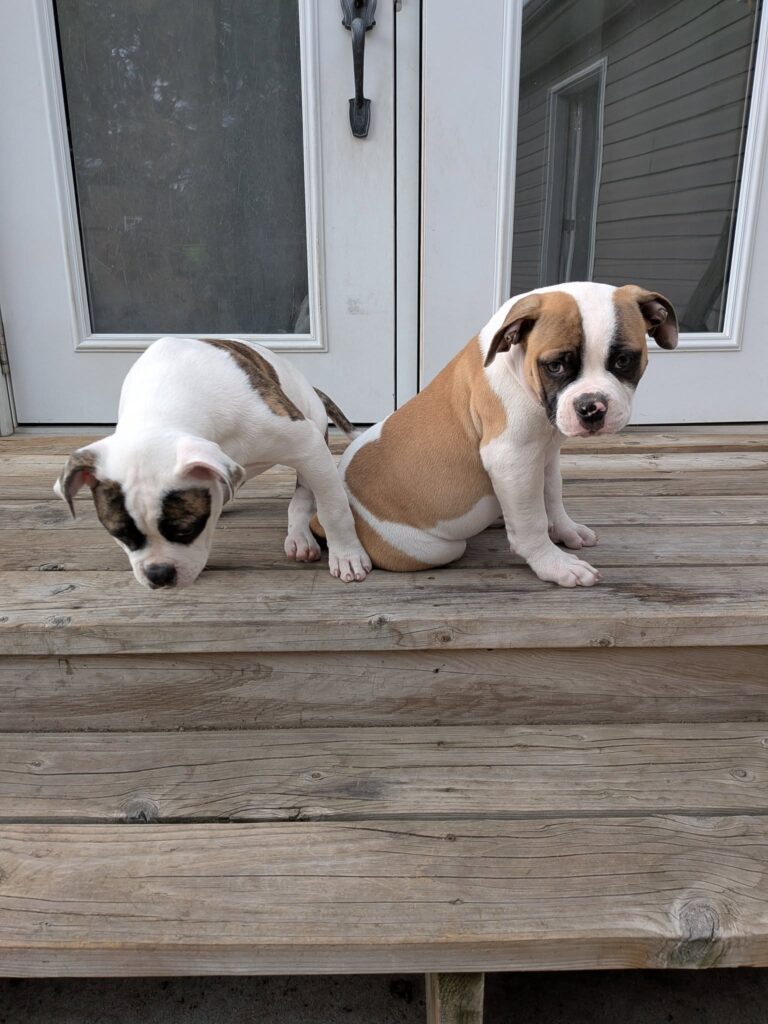 Karma & Bailey