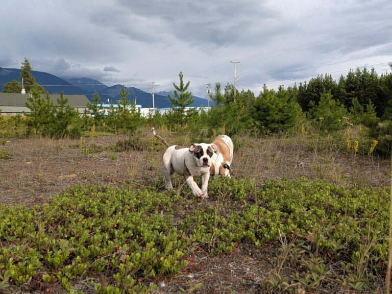 Karma & Bailey
