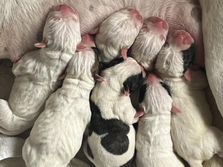 2024 Puppies