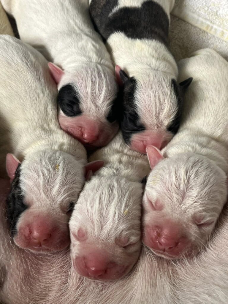 2024 Puppies