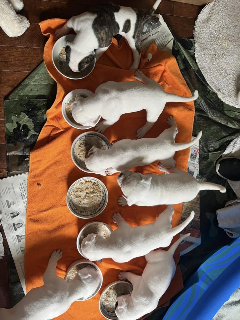 2024 Puppies