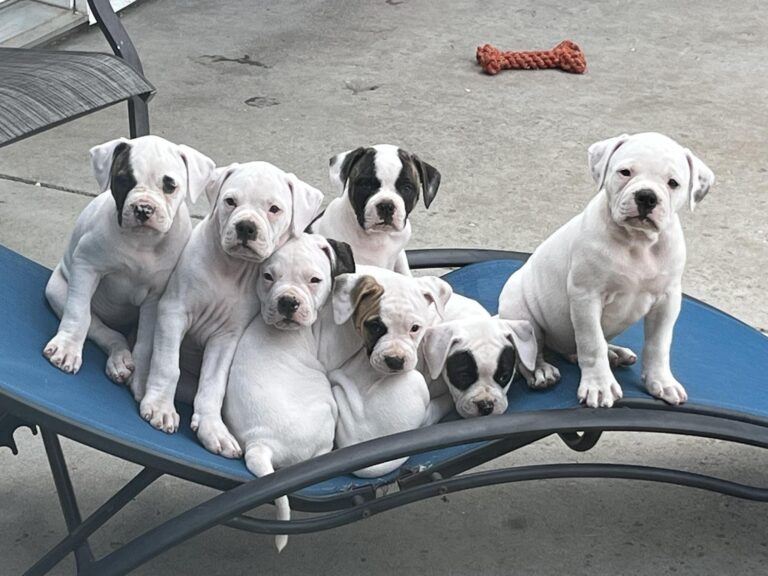 2024 Puppies