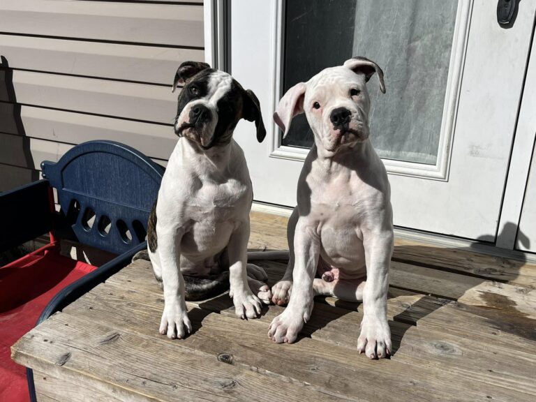 2024 Puppies