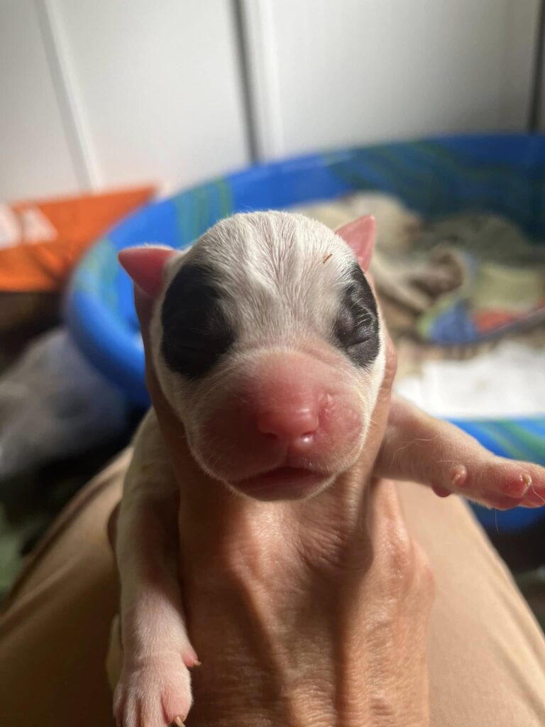 2024 Puppies