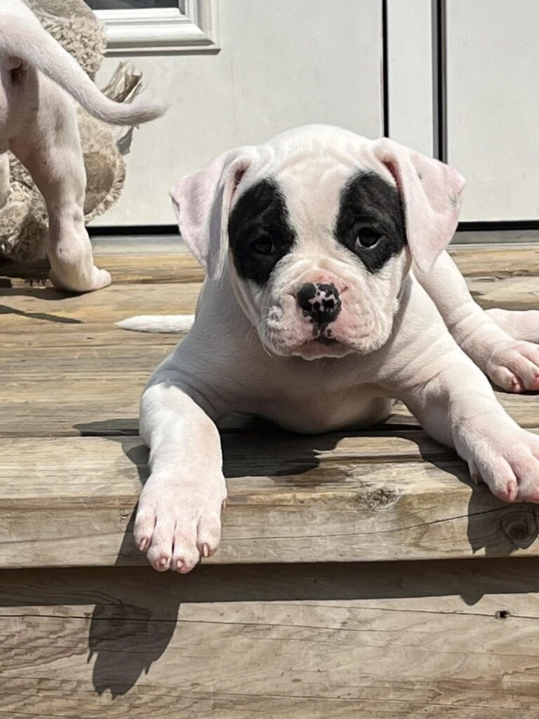 2024 Puppies