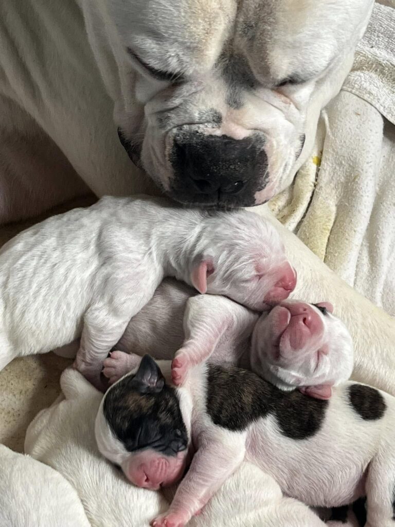 2024 Puppies
