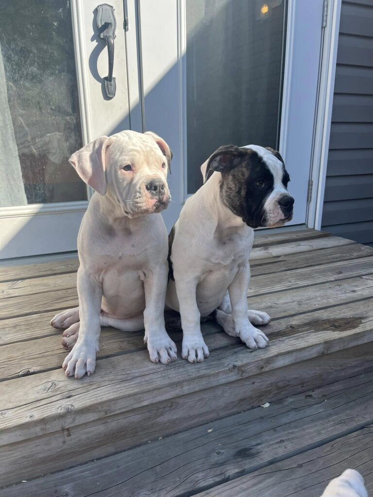 2024 Puppies