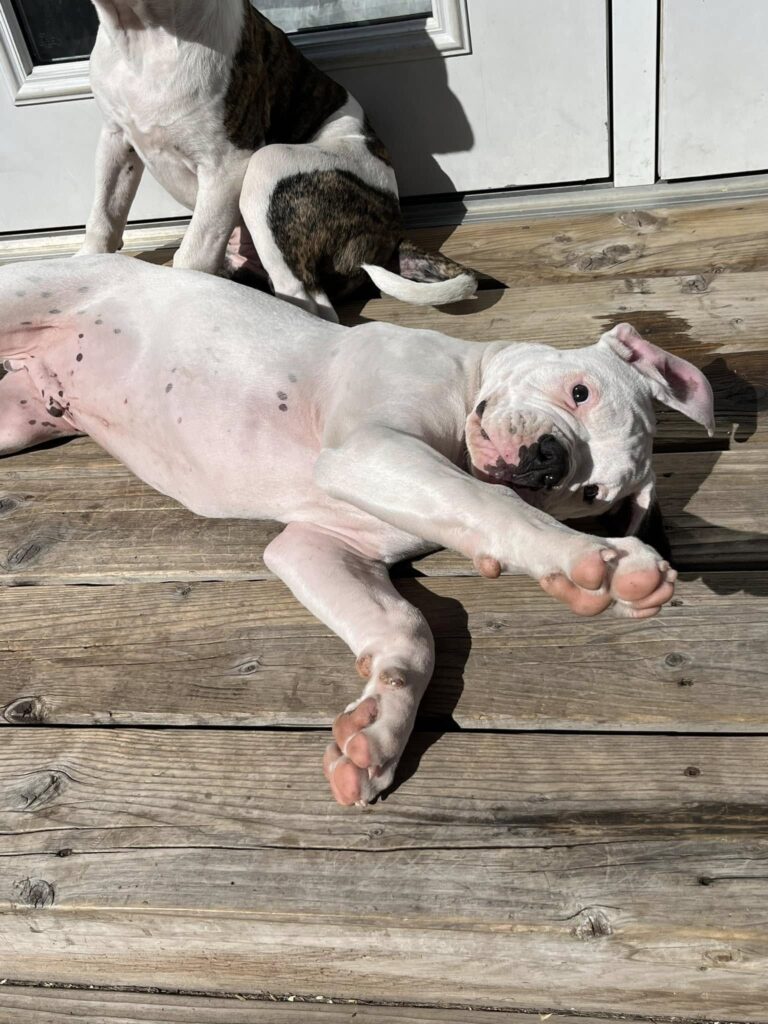 2024 Puppies