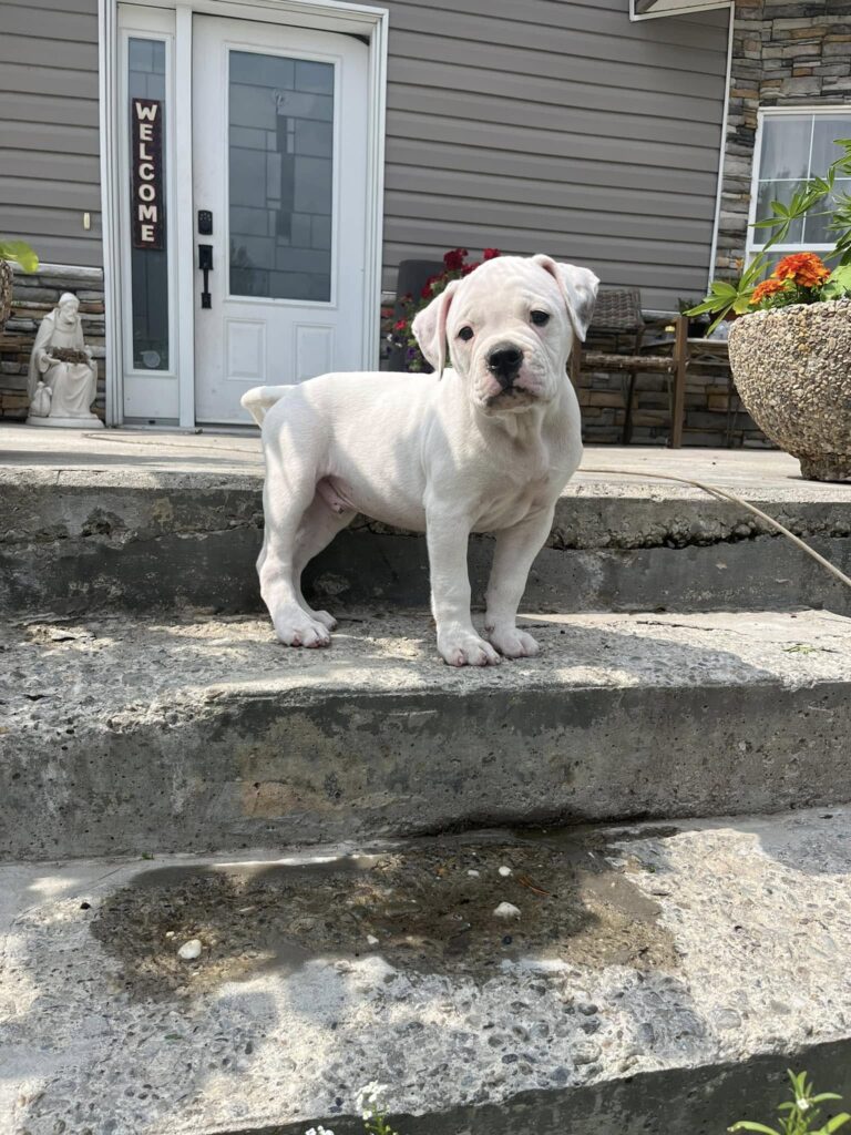 2024 Puppies
