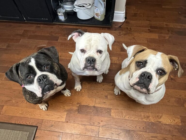 Fiona, Ruby, and Trixie