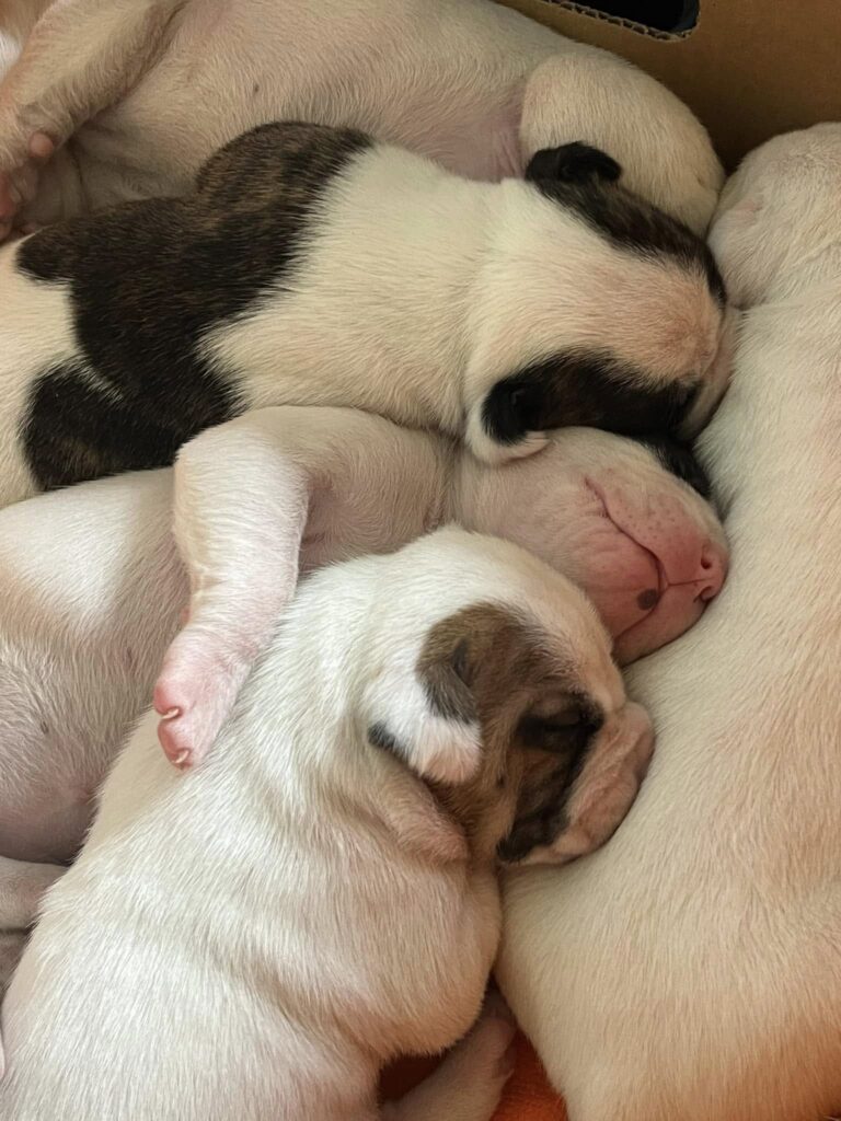 2024 Puppies