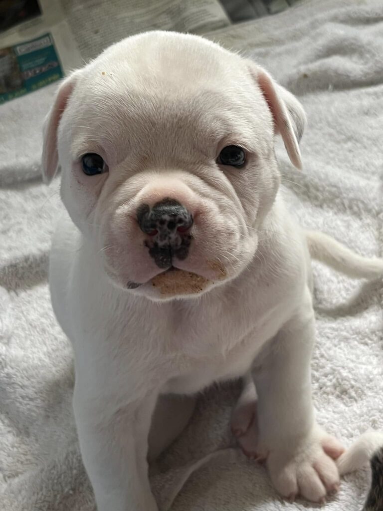 2024 Puppies