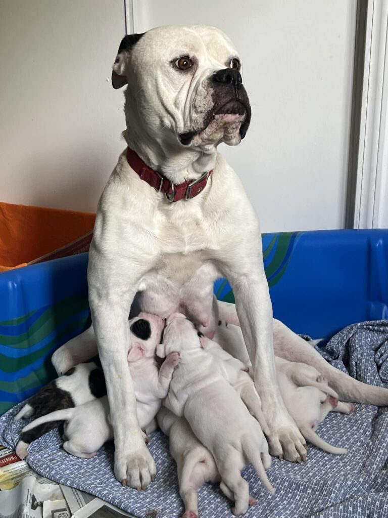 2024 Puppies