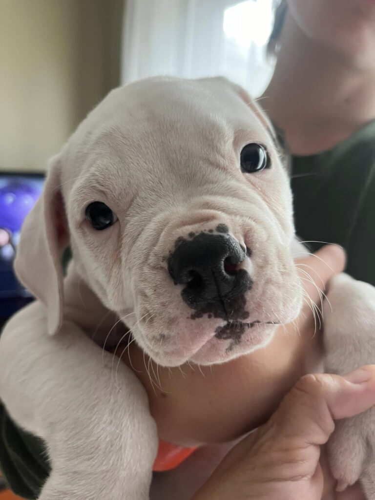 2024 Puppies
